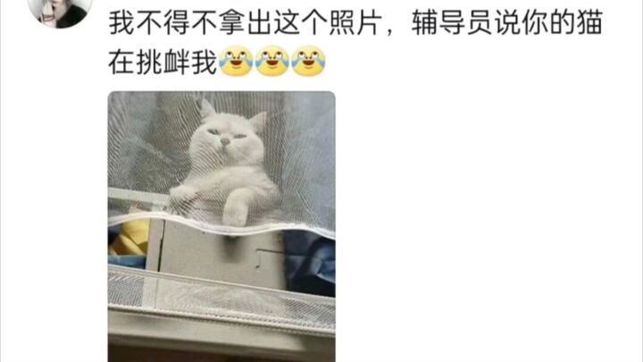 How do people get caught for keeping cats in their dorms?