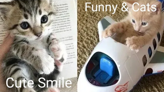 Funny & Cats - รวมน้องแมวน่ารัก 13