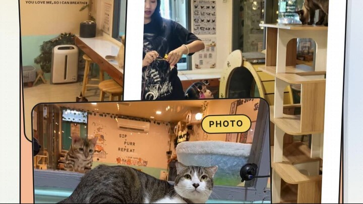 Sleepy Cat’s Favorite Corner | มุมโปรดของน้องแมวขี้เซา