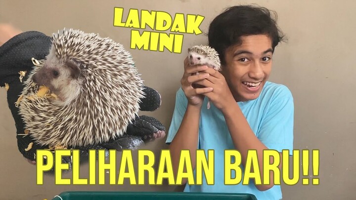Tips Dan Cara Merawat Peliharaan LANDAK MINI | #WeLoveAnimals