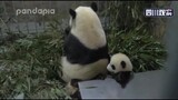 熊猫宝宝被妈妈一屁股压得死死的，拼命挣扎过程中，居然发出来的声音是几声“狗声”哈哈哈哈太可爱了！