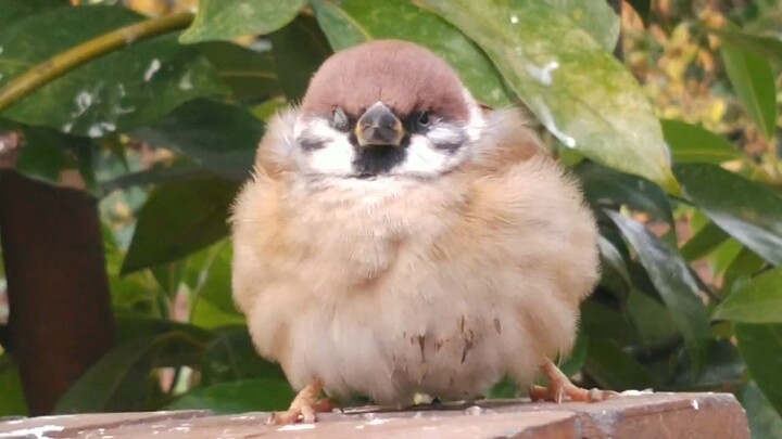 As big as a bio-sparrow!