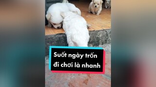 Lại trốn đi chơi.  cunyeucuadua chó chócon chókhôn chócute xuhuong fyp dienmao2022 nammoi2022