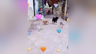 suhướnglùn suhuongtiktok chócute 1❤️trả5 . Cười chết vs 2 cực cưng💞iu