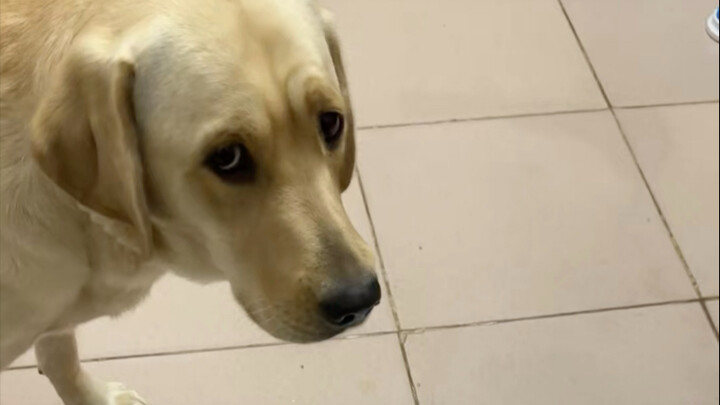 หมา: โดนเล่นงานอีกแล้ว!