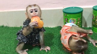 Eat and fun, Mino and coconut monkeys