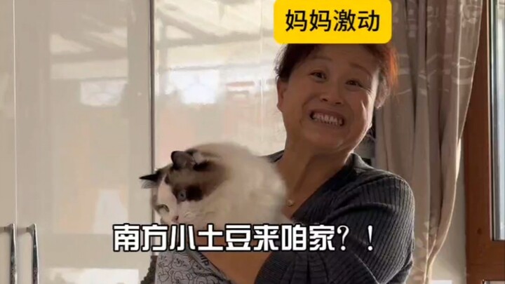 Khi “Tiểu khoai tây phương Nam” gặp cô họ vùng Đông Bắc…