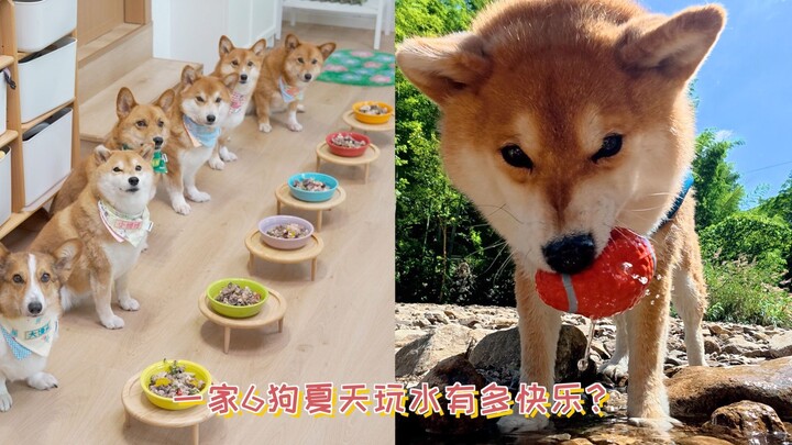 Seberapa bahagianya satu keluarga dengan 6 ekor anjing bermain air di musim panas?
