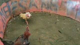sparring pakoy