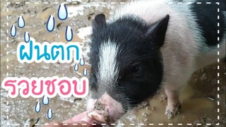 น้องรวยชอบเล่นน้ำฝนนี่เอง🥰🐷🐕