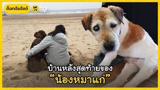 บ้านหลังสุดท้ายของน้องหมาแก่ที่ไม่มีใครต้องการ | Dog's Clip