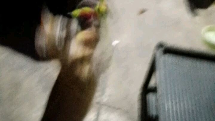 my cat
