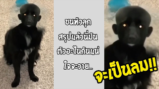 รวมคลิปตลกๆ : อย่าหาทำ!! นี่มันตัวอะไรเนี่ย!?