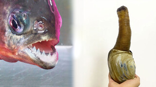 "Piranha VS Kerang Geoduck"