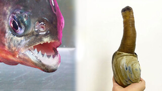 "Piranha VS Kerang Geoduck"