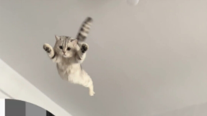 Little Flying Cat is here!