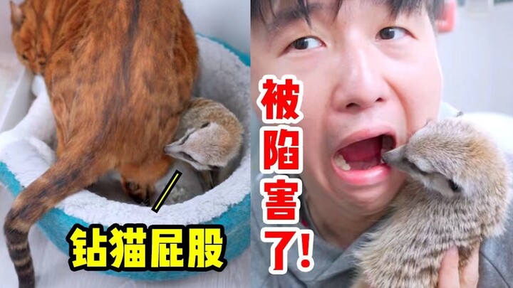 救命！钻完猫屁股往我嘴里钻……