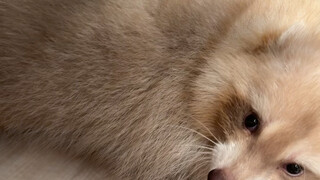 I got bitten by Yuanbao again.