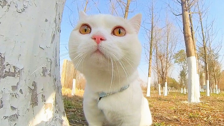 ماذا سيكون رد فعل القط إذا تظاهرت بأنك تركته في البرية؟