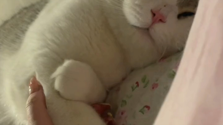 The owner told the kitten about its origins.