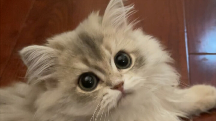 دعوني أريكم ملاكي الصغير