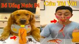 Thú Cưng TV | Dương KC Pets | Đa Đa Thánh Chế #5 | Chó Golden Gâu Đần vui nhộn | cute smart dog