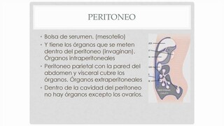 Musculos del abdomen