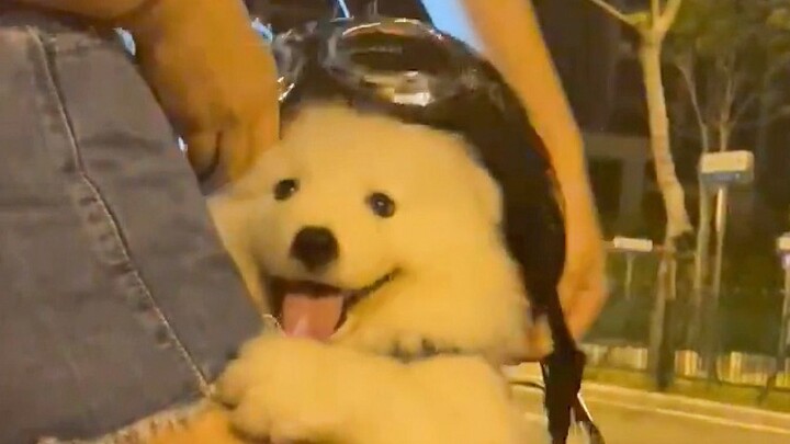 He seems to know he’s super cute...