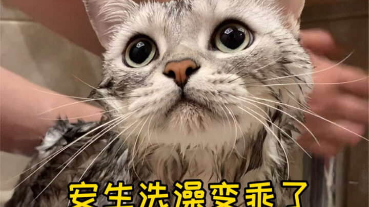 Does Ansheng only need to behave?