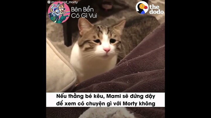 Chú mèo bẩm sinh có gương mặt buồn | Bên bển có gì vui