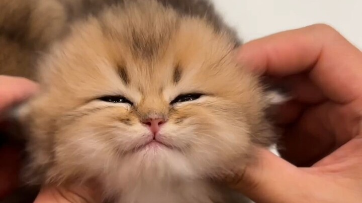 Siapa yang tidak suka kucing kecil dengan alis berbintik dan bibir tersenyum?