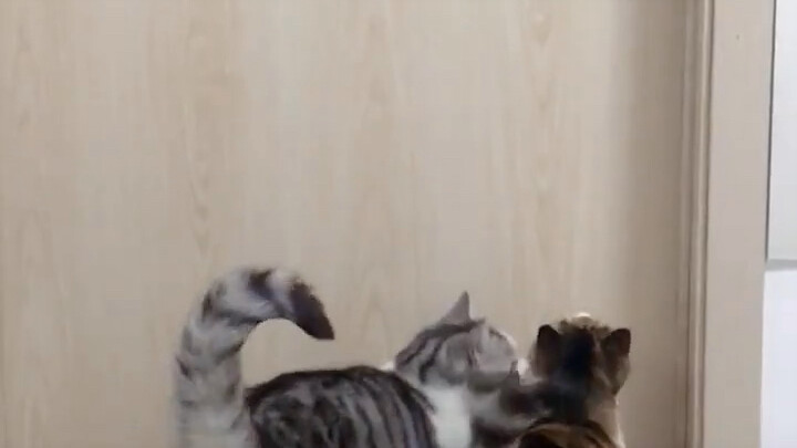 ฮวาฮวามีทักษะการลงมือทำที่ยอดเยี่ยมมาก เคยช่วยซิวเม่ยเปิดประตูให้ห่าเหอะเหอะได้ด้วยซ้ำ