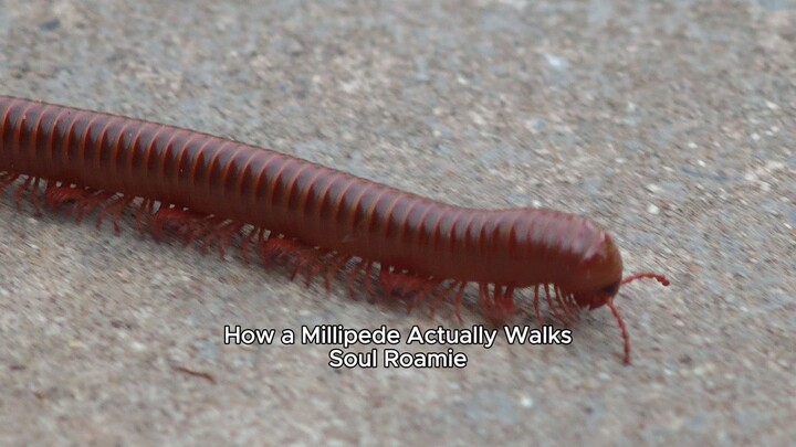 How a Millipede Actually Walks