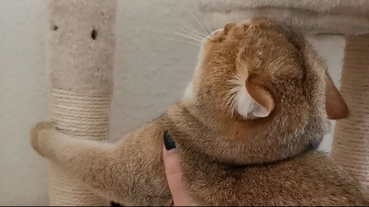 这只猫很淘气。This cat is very naughty
