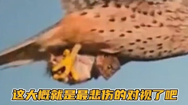 ربما هذا هو أتعس تلاقي بالعيون! يا فأري الصغير، لقد وصلت لحظة الحساب أخيرًا!