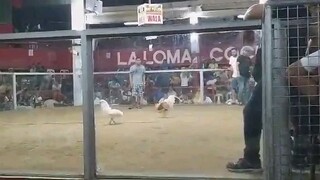 maypa ang manok nakaabot na ug luzon🤣🤣