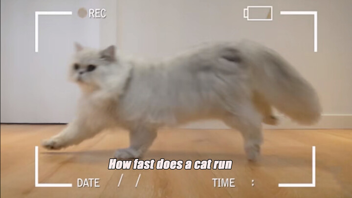 Thử nghiệm: Mèo có thể chạy nhanh đến mức nào?