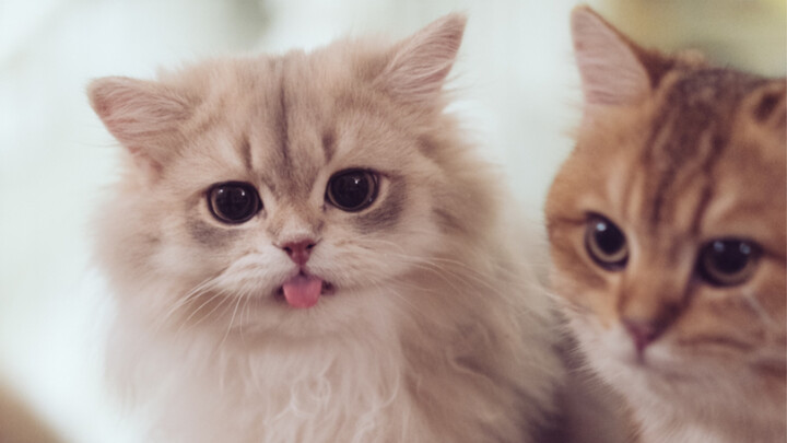 Help! Even the kitten drinking yogurt is so cute!
