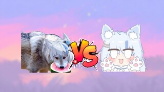 【艾尔莎】大白猫还是大白狼？