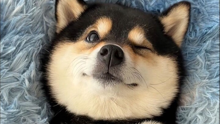 Puppy immersive scalp treatment—let’s relax together!