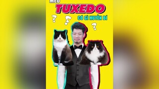 Mèo Tuxedo là mèo gì? tuxedo dcgr tuitienpet LearnOnTikTok education cat pet