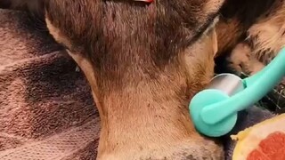 小姐姐给农场里的牛牛做美容护理“马杀鸡”，这完全是高级VIP待遇啊~