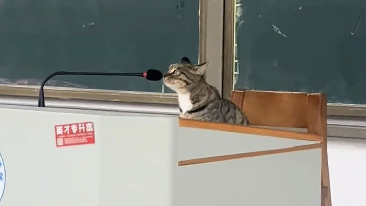 พี่เหมียว: ต่อไปผมจะพูดสั้นๆ สักสองประโยคครับ miaow