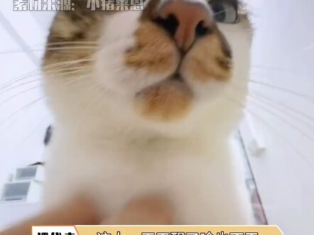 Scratching this stinky cat again. Cat: So comfy~~
