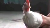 apakah stabilizer kamera terispirasi dari ayam?🤔
