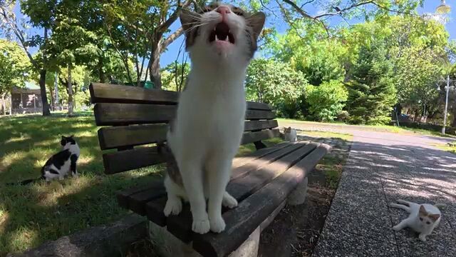 Extremely Friendly Stray Cat Loves Loving Pets and Soft Scratches! 🐱❤️