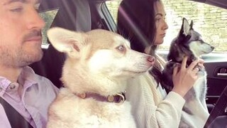 The look at the end tho 😩❤️ pleasedontgo dogs cutedogs
