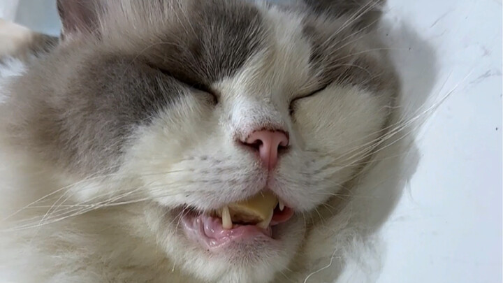 The Current State of Working Cats