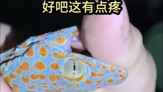 Người đàn ông quấy rối động vật nhỏ trong đầm lầy Florida vào ban đêm