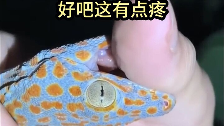 Man harasses small animals in Florida swamp at night